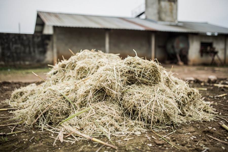 A pile of pale fibrous sugarcane bagasse outside a small sugar mill