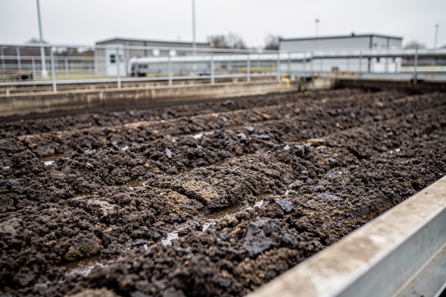 Dewatered sewage sludge spread in rows on an outdoor drying bed